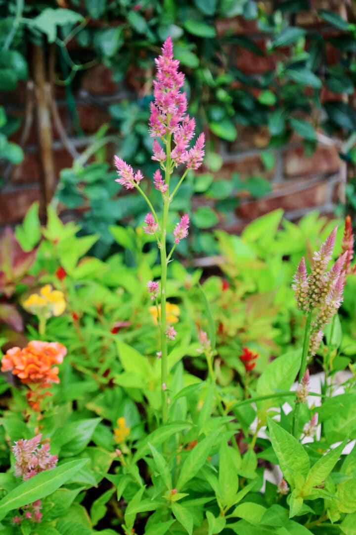 rainbow sherbet mix celosia plants growing in a garden