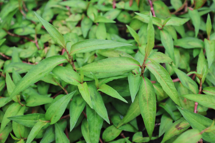 rau ram plants growing in a garden