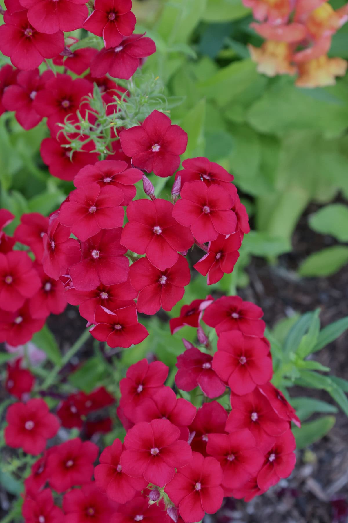 red phlox plants growing in a garden