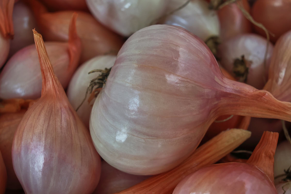 a close up shot of freshly-harvested red shallots