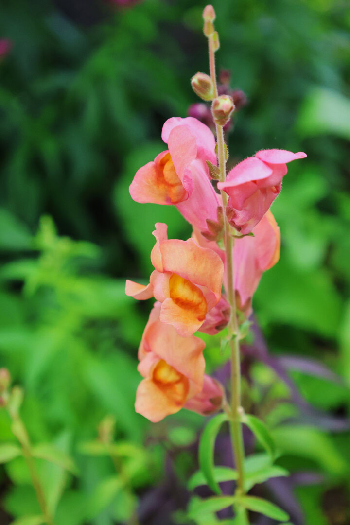 rocket bronze snapdragon plants growing in a garden