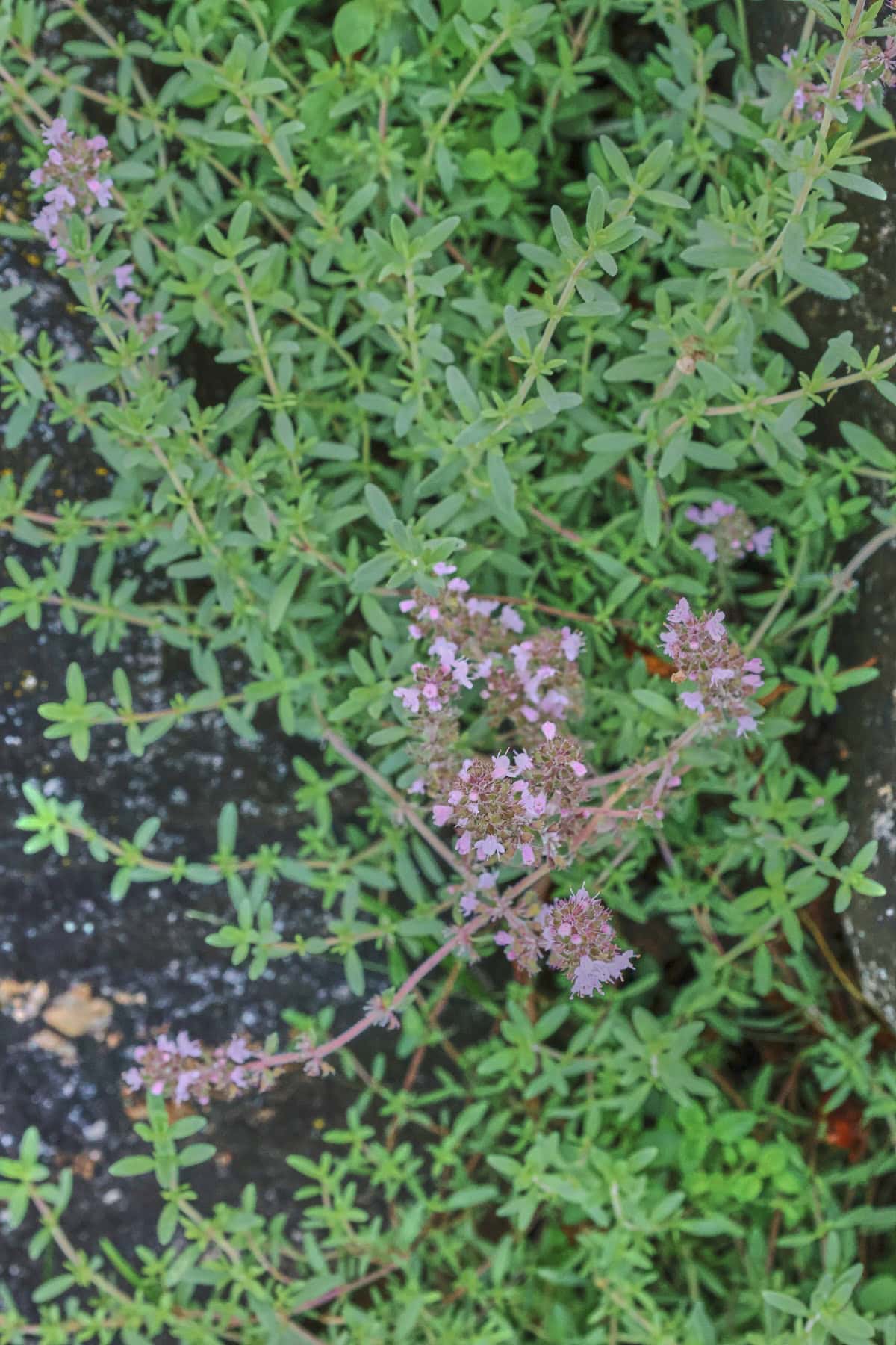 rose petal thyme plants growing in a garden