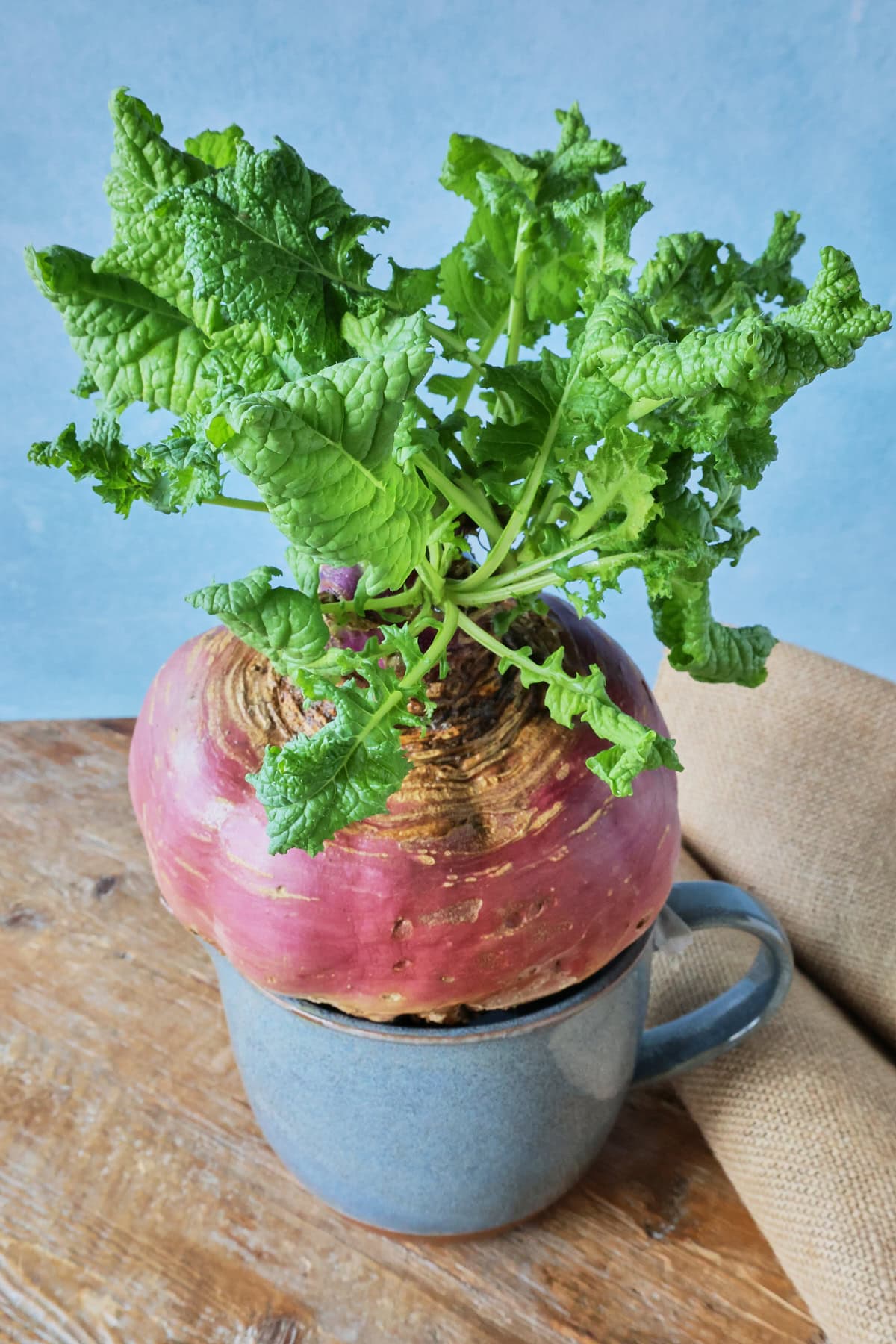 a harvested marian rutabaga atop a mixing bowl with burlap alongside