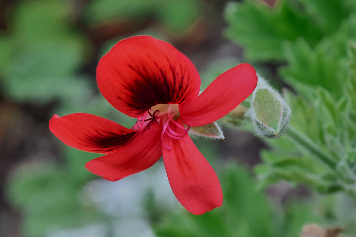 a scarlet unique scented geranium flower growing in a garden