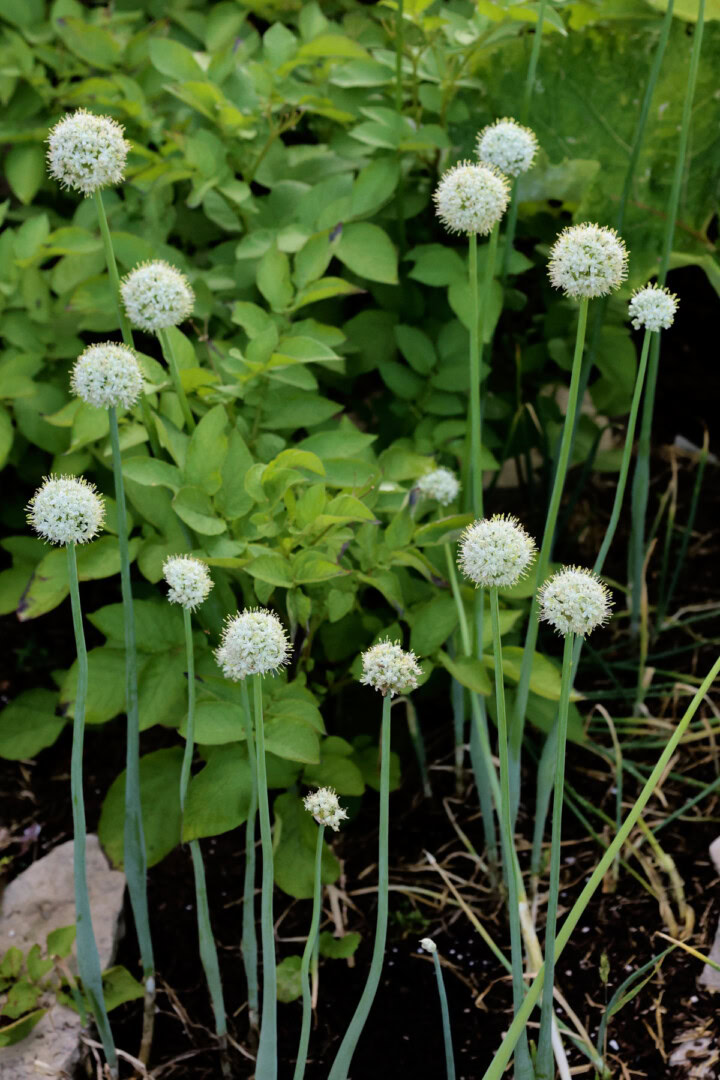 flowering shallot plants growing in a garden