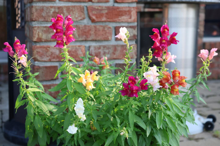 snapdragon plants growing in a garden