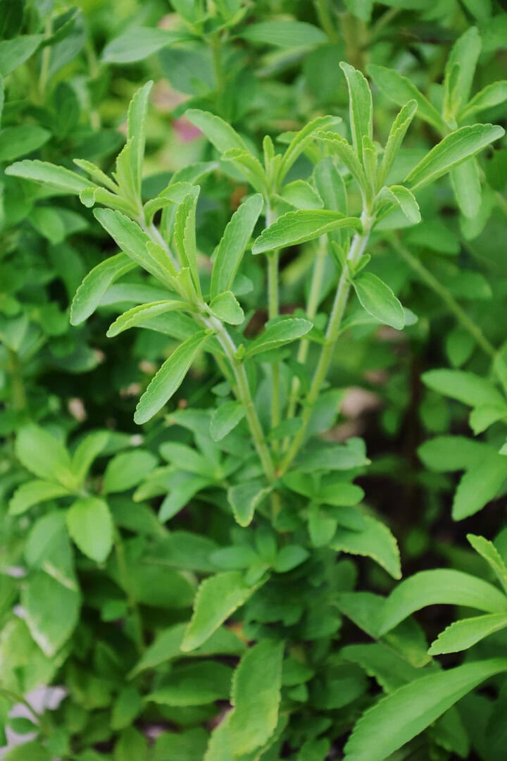 stevia plants growing in a garden