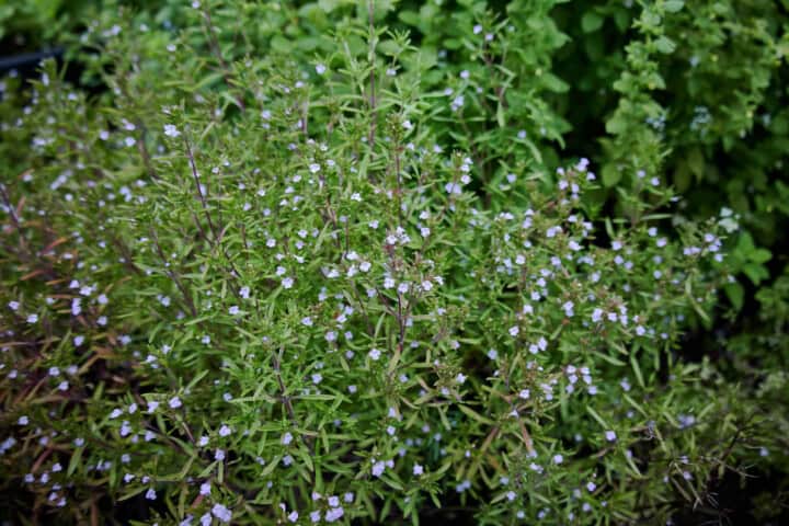 flowering summer savory plants growing in a garden