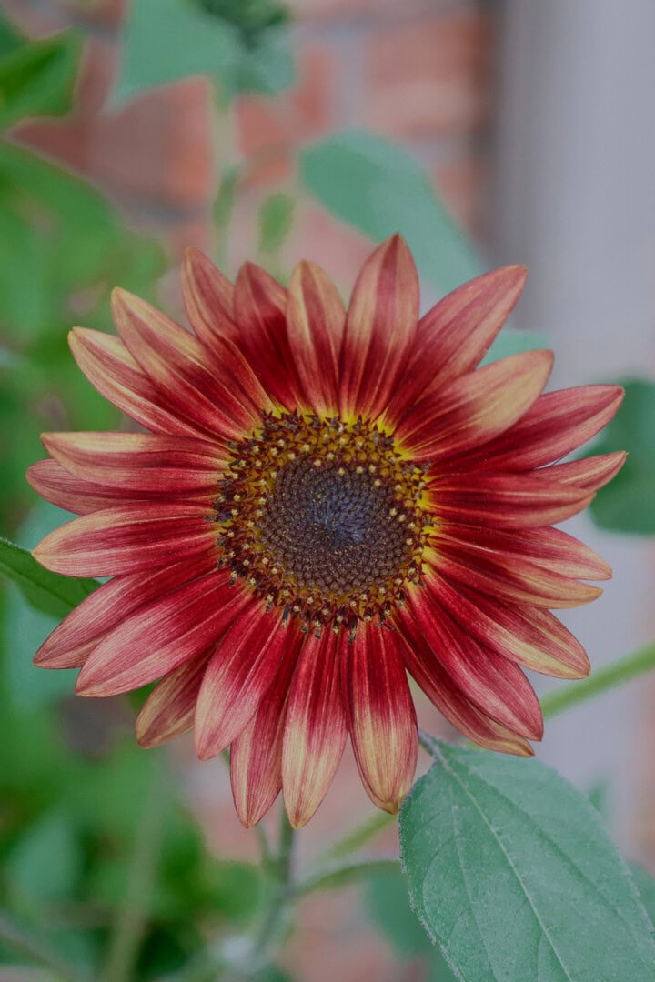 a red sunflower plant growing in a garden