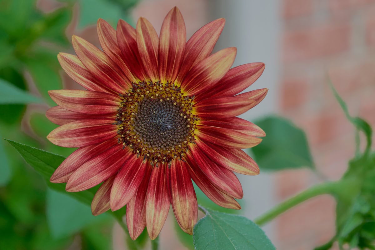 a red sunflower plant growing in a garden