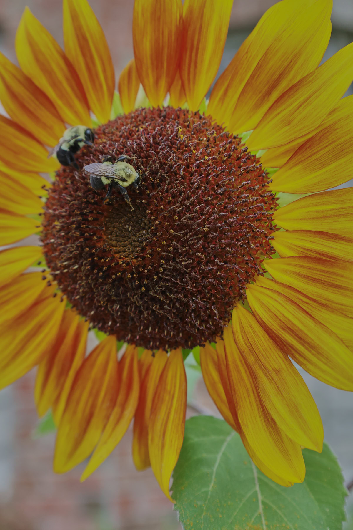 2 bees on a sunflower plant growing in a garden