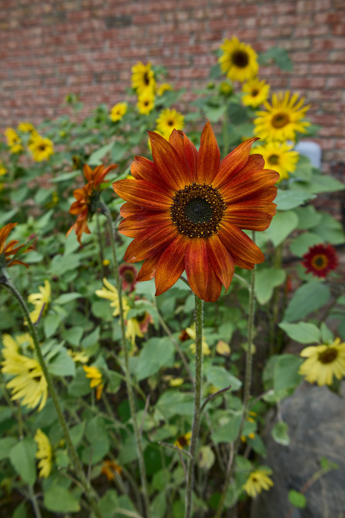 sunflower plants growing in a garden