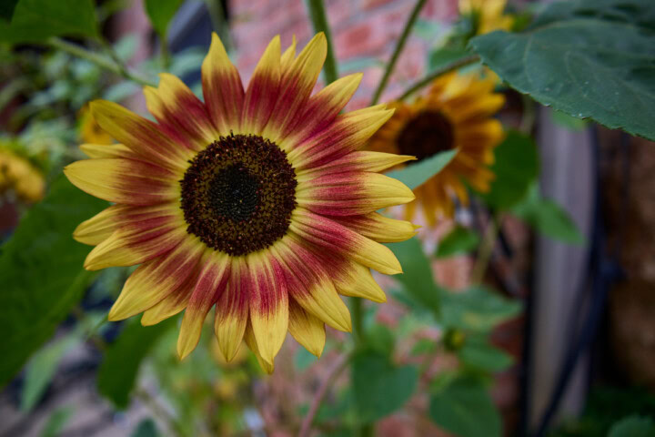 sunflower plants growing in a garden