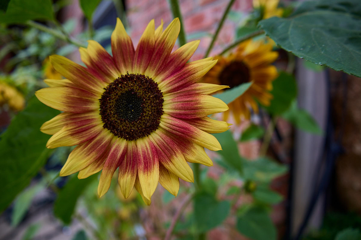 sunflower plants growing in a garden