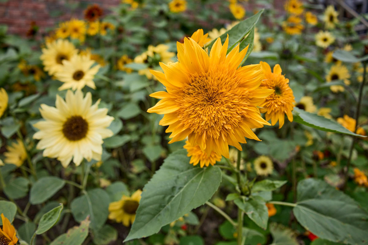 sunflower plants growing in a garden
