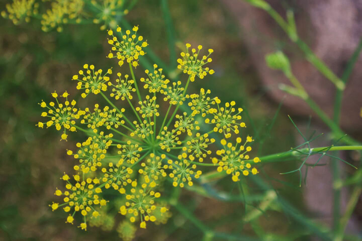 a fennel flower plant growing in a garden
