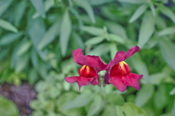 tall deluxe snapdragon dark pink plants growing in a garden