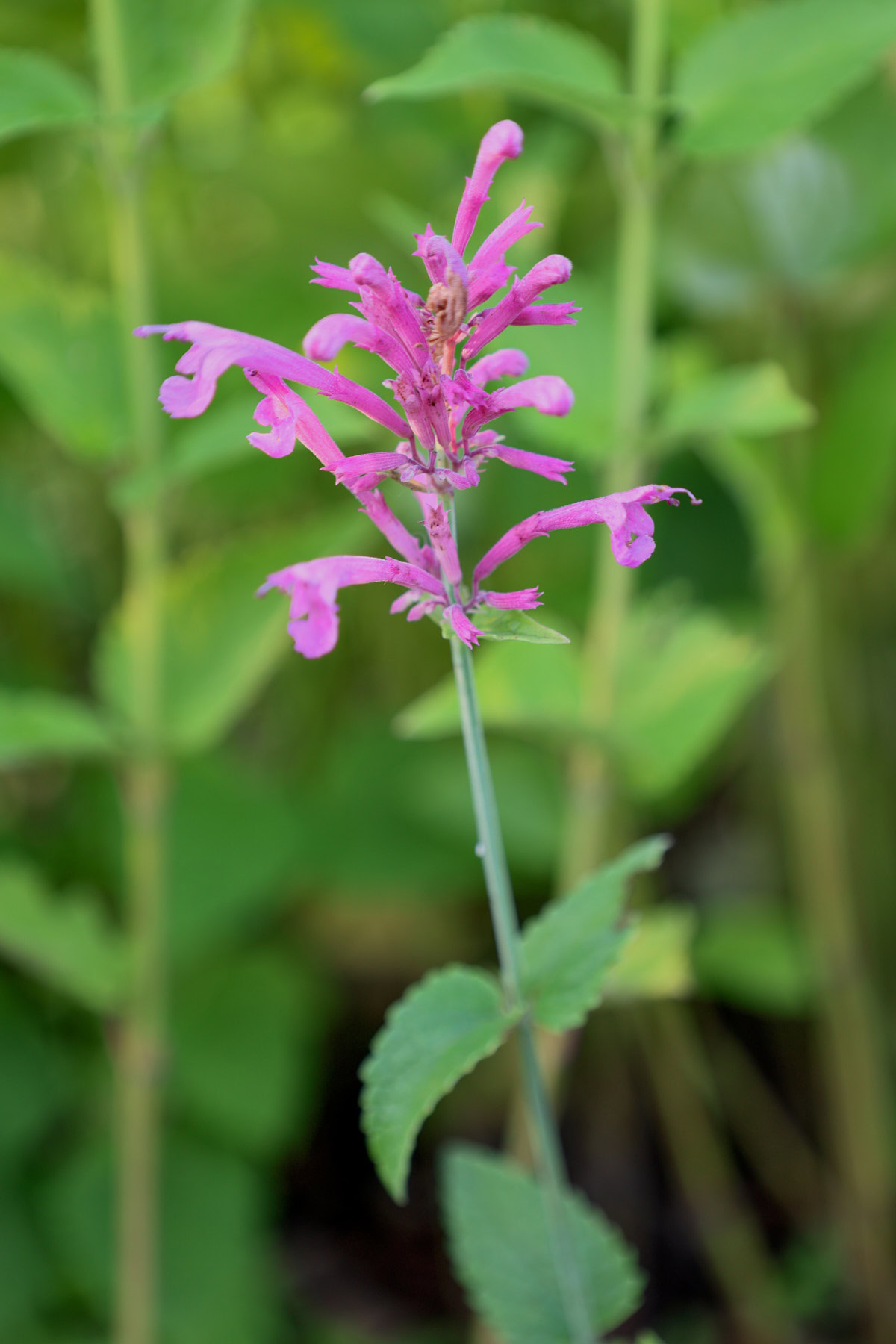 texas hummingbird mint heather queen agastache plants growing in a garden