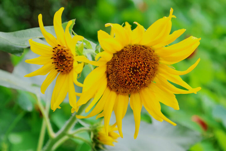 two yellow sunflower plants growing in a garden