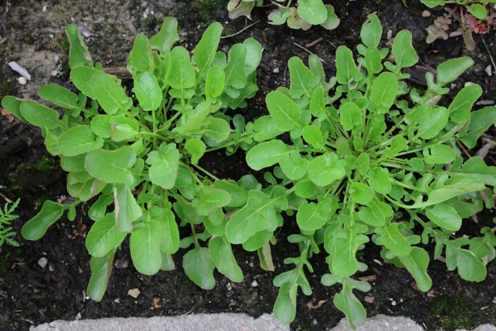 watercress plants growing in a garden