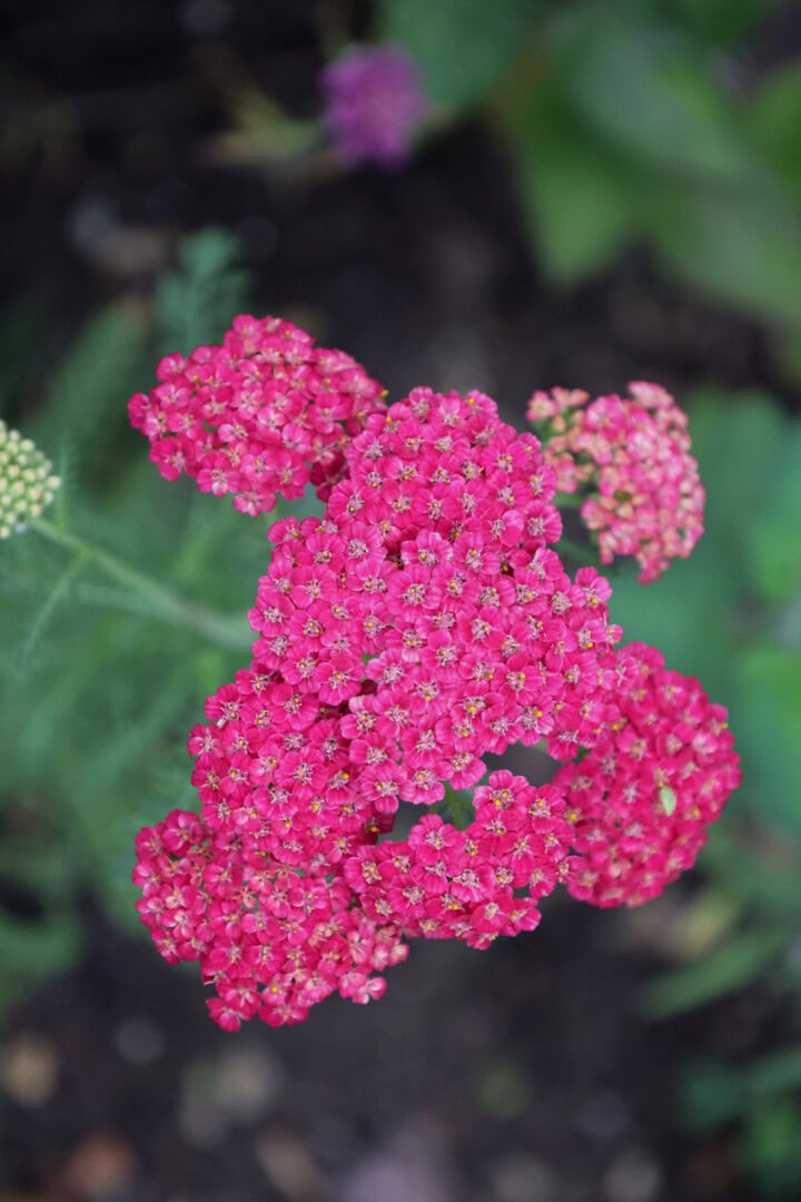 flowering yarrow plants growing in a garden
