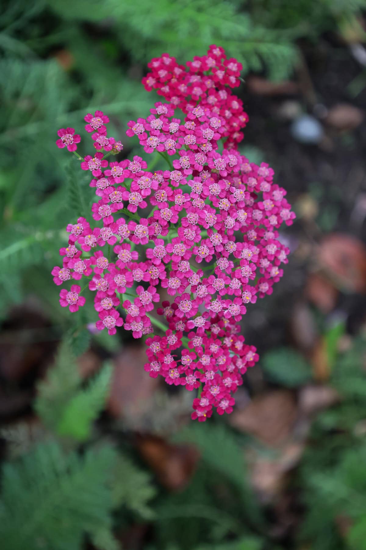 flowering yarrow plants growing in a garden