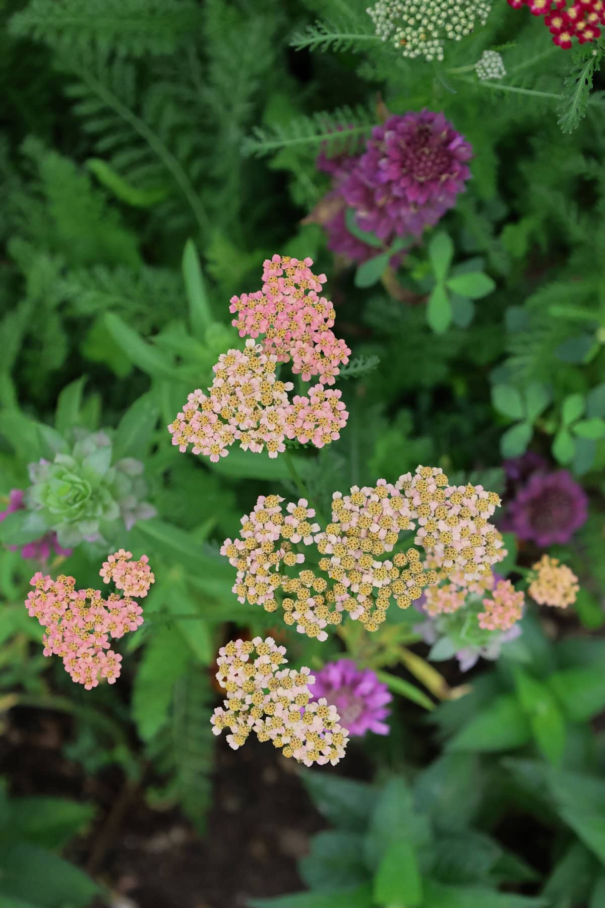 flowering yarrow plants growing in a garden