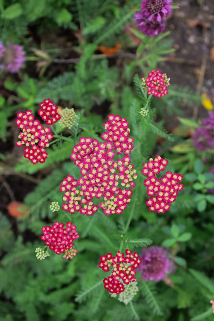 flowering yarrow plants growing in a garden