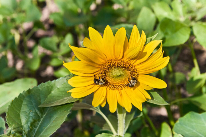 a yellow sunflower in a garden with 2 bumblebees on it