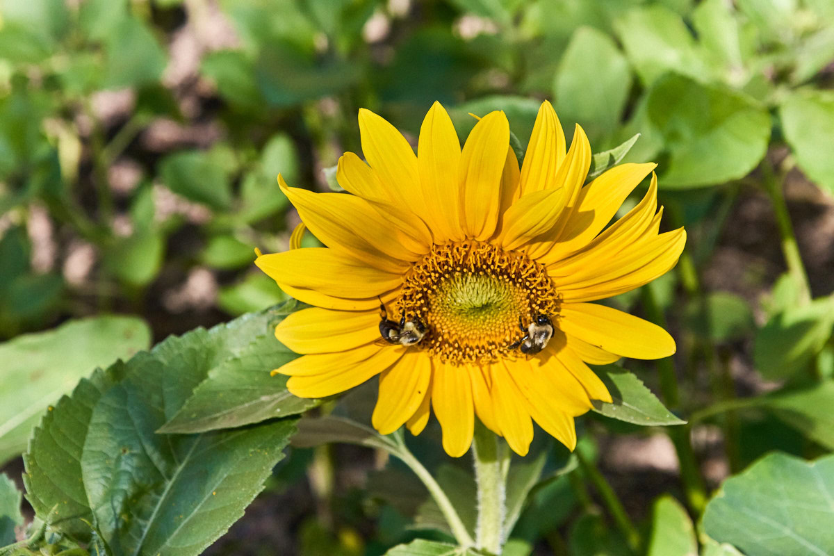 a yellow sunflower in a garden with 2 bumblebees on it