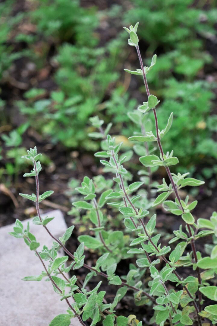 za'atar syrian cleopatra oregano plants growing in a garden
