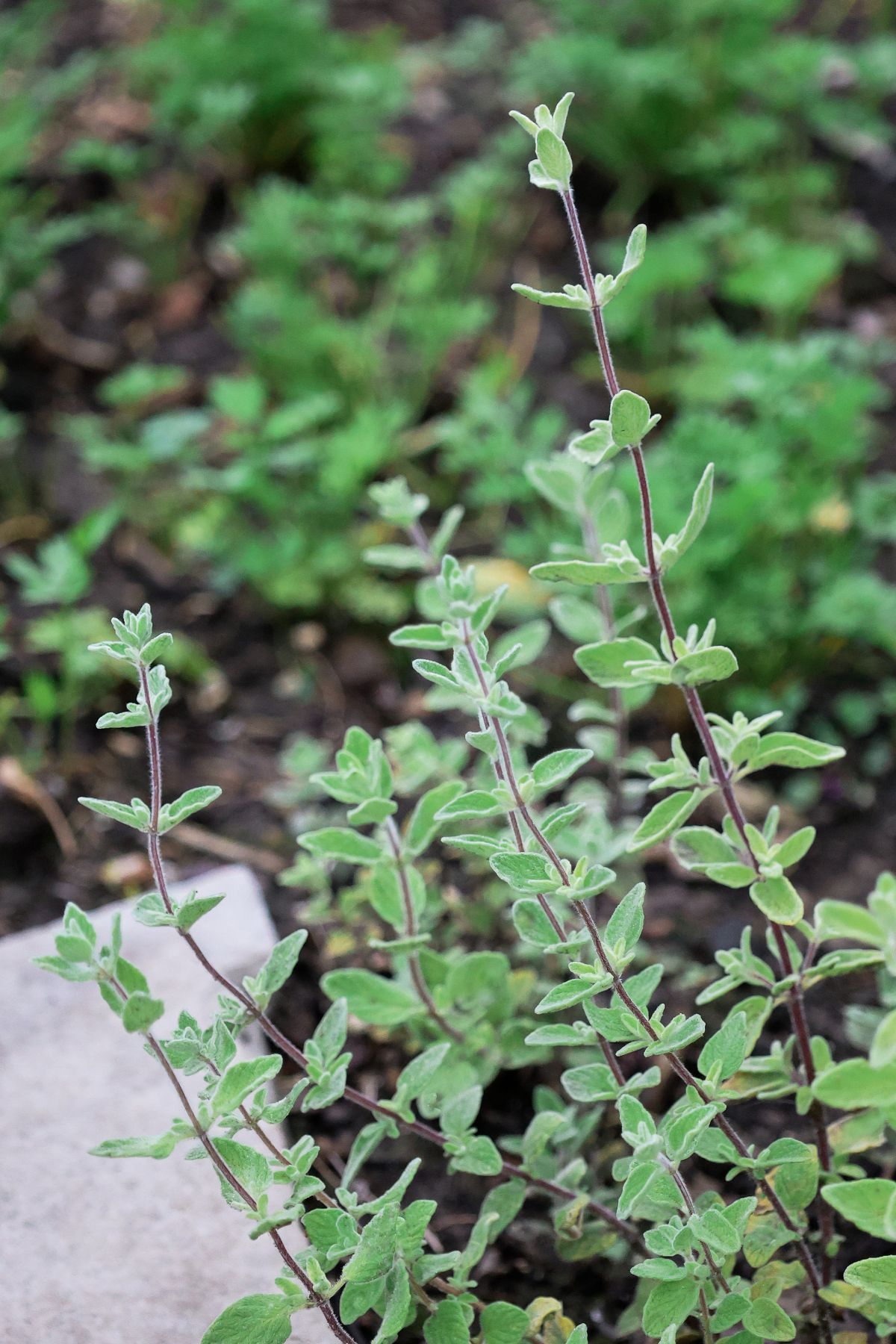 za'atar syrian cleopatra oregano plants growing in a garden