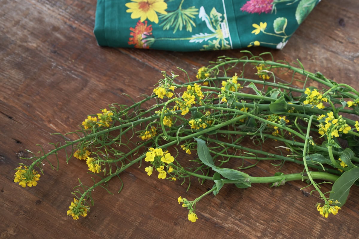 freshly-harvested choy sum in flower, with an apron in the background