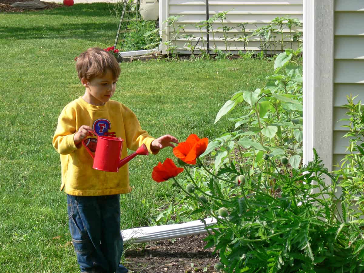 a young boy outside watering some poppies with a small watering can