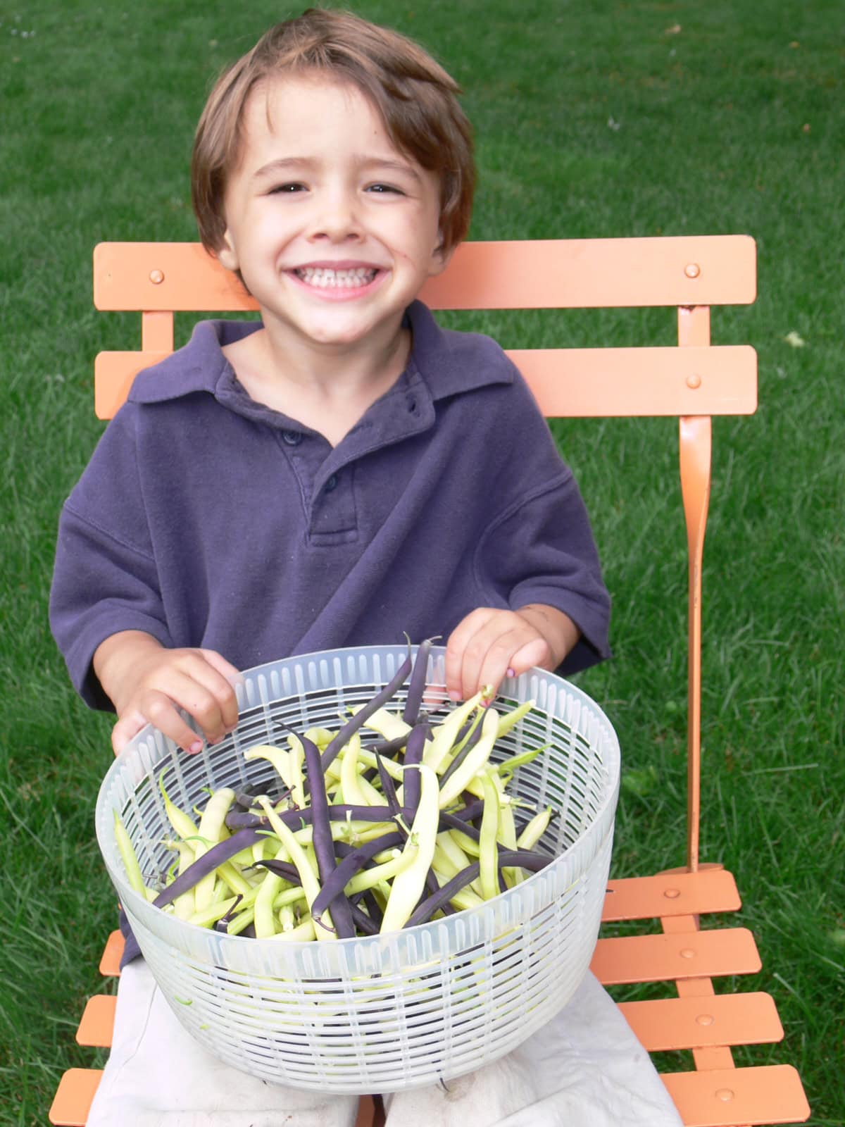 a young boy on a chair outside, holding a colander with freshly-picked yellow and purple beans