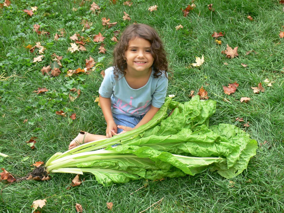 a young girl sitting on the grass behind a large head of freshly-picked lettuce