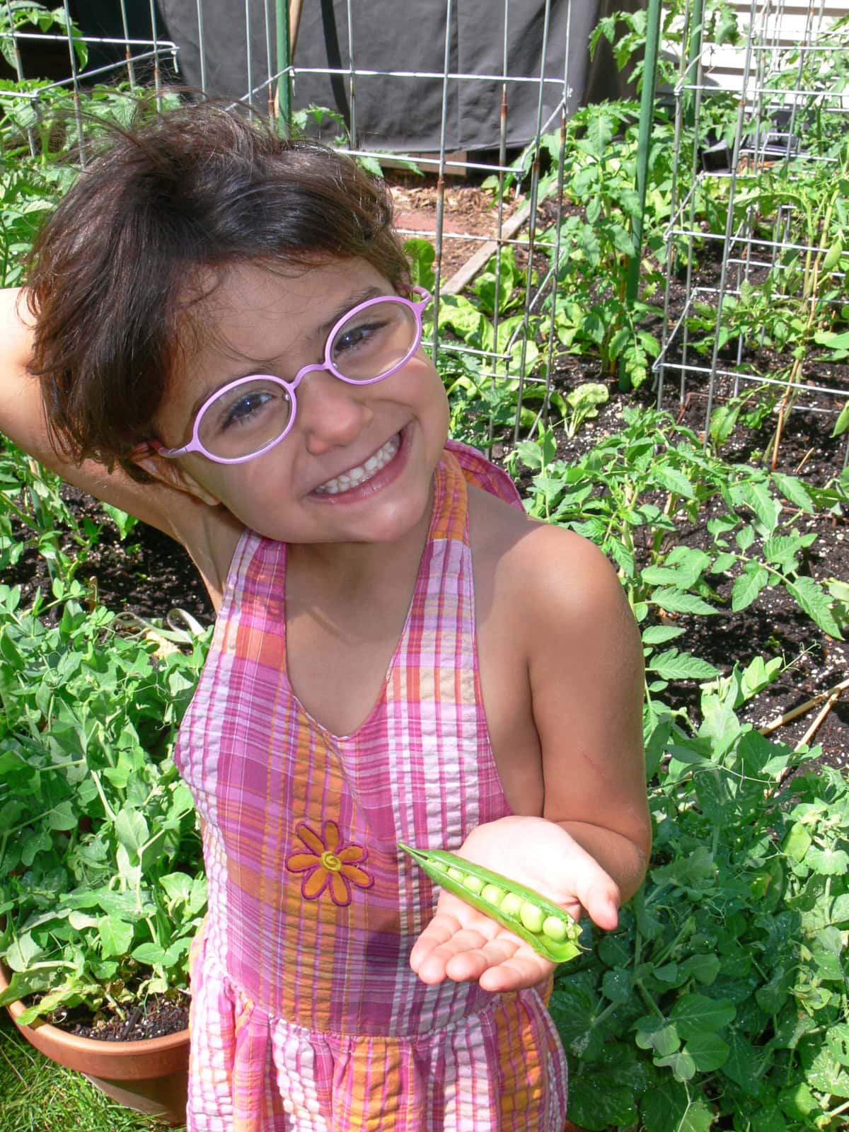 a young girl standing in front of a raised bed garden, holding a freshly-picked pea pod