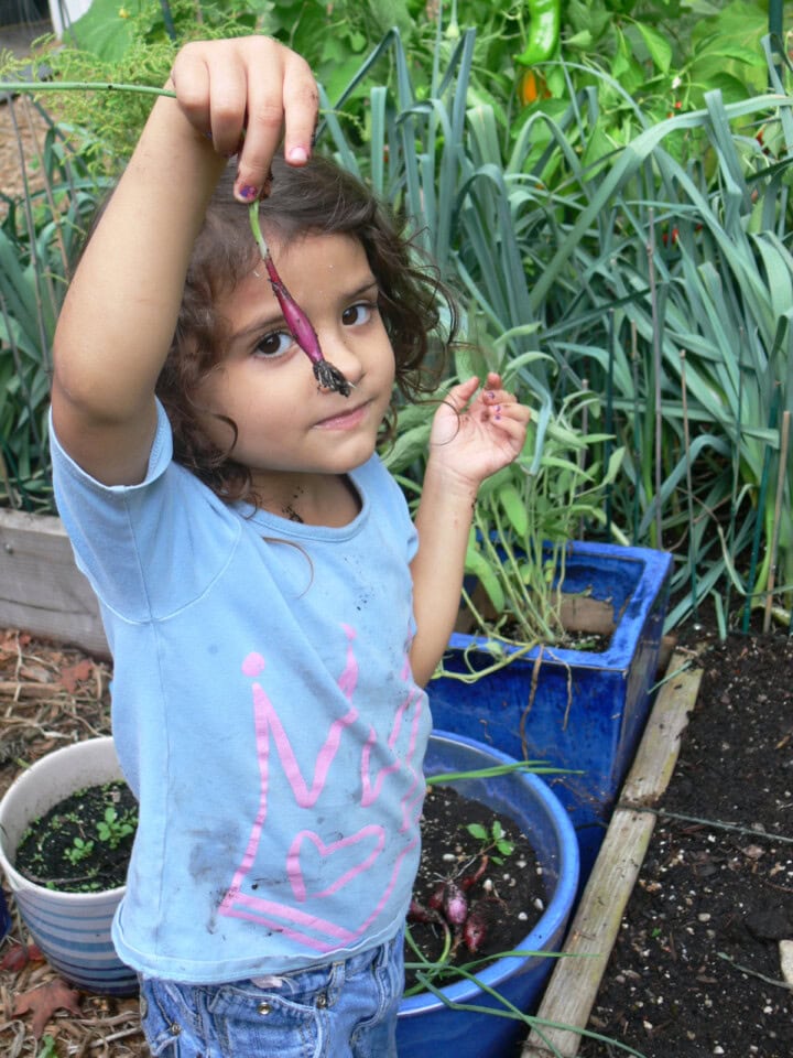 a young girl standing next to a raised garden bed, holding up a freshly-harvested scallion