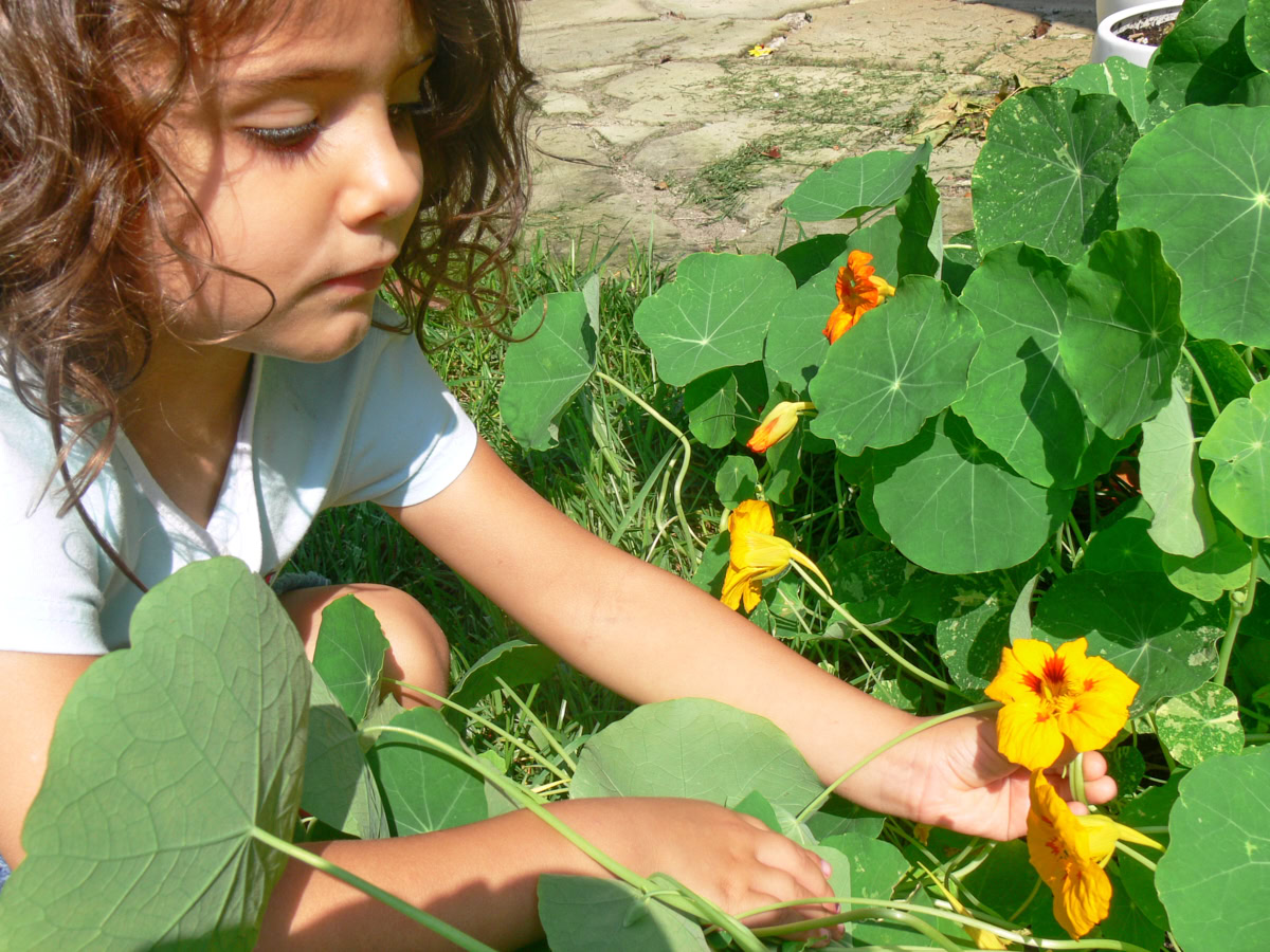 a young girl tending nasturtium plants growing in a garden