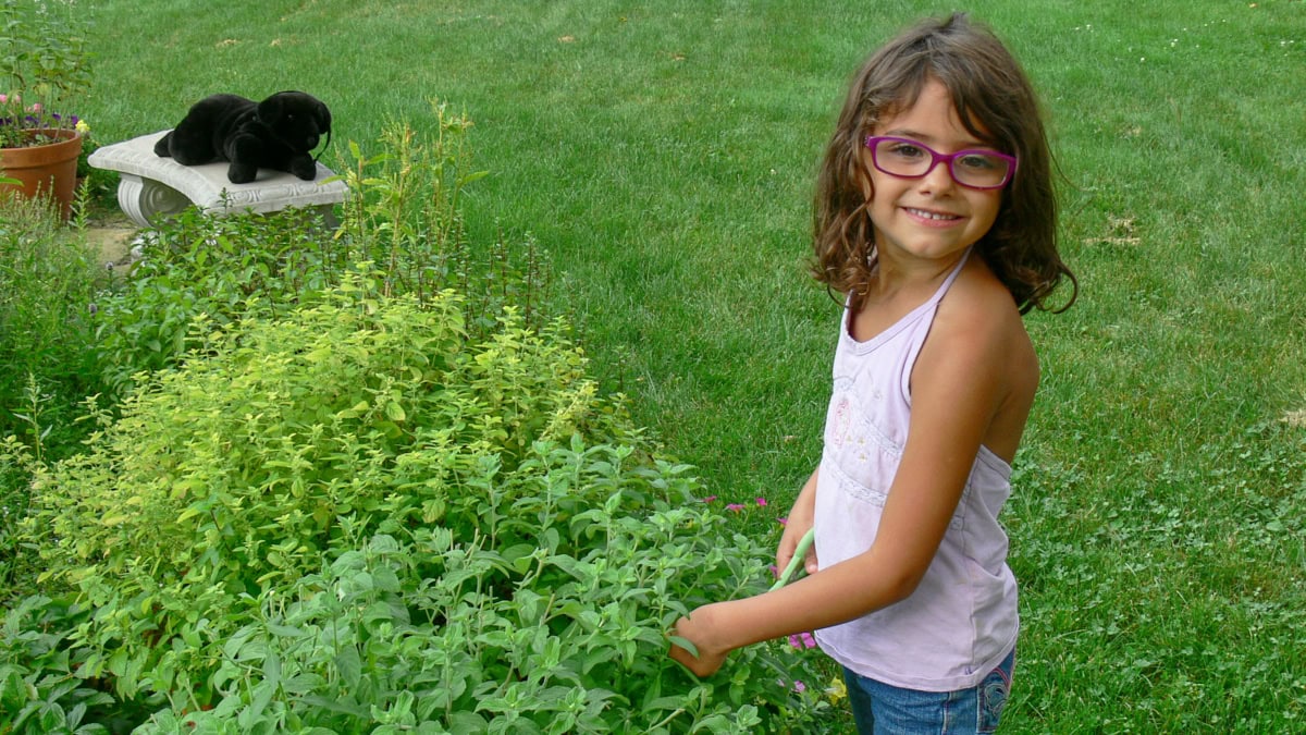 a young girl harvesting mint in a garden