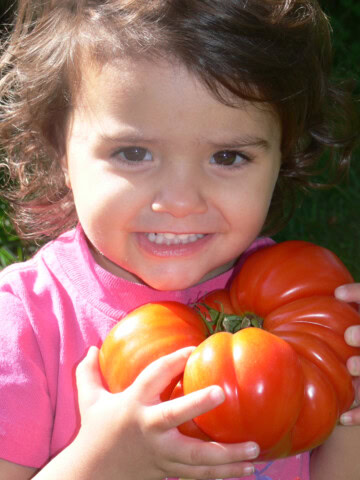 a young girl standing outside holding a huge heirloom tomato