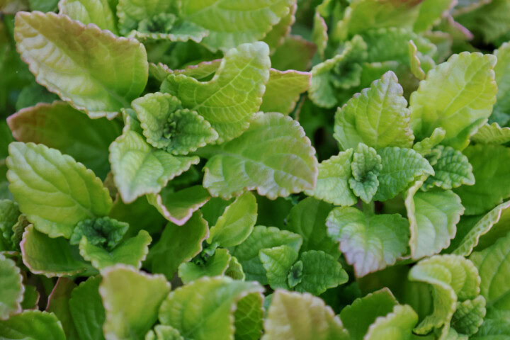 african potato mint plants growing in a planter