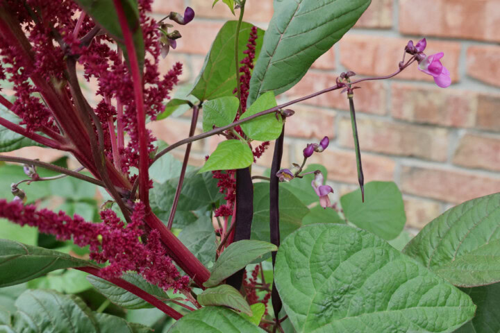 blauhilde pole beans growing up amaranth plants in a garden