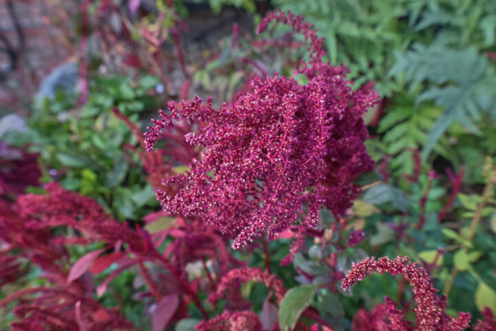 a closeup photo of a flowering amaranth plant growing in a garden with more amaranth plants growing alongside