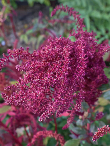 a closeup of a flowering amaranth plant growing in a garden, with more amaranth plants growing alongside