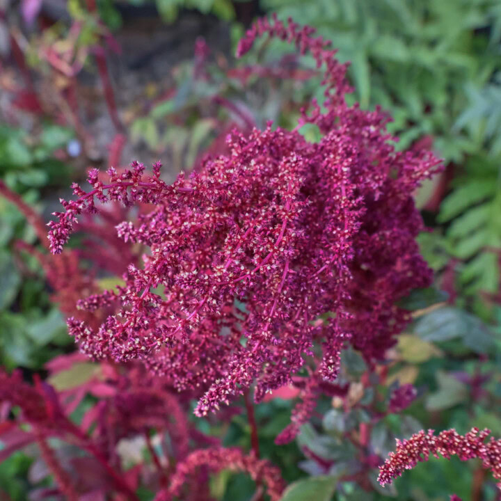 a closeup of a flowering amaranth plant growing in a garden, with more amaranth plants growing alongside