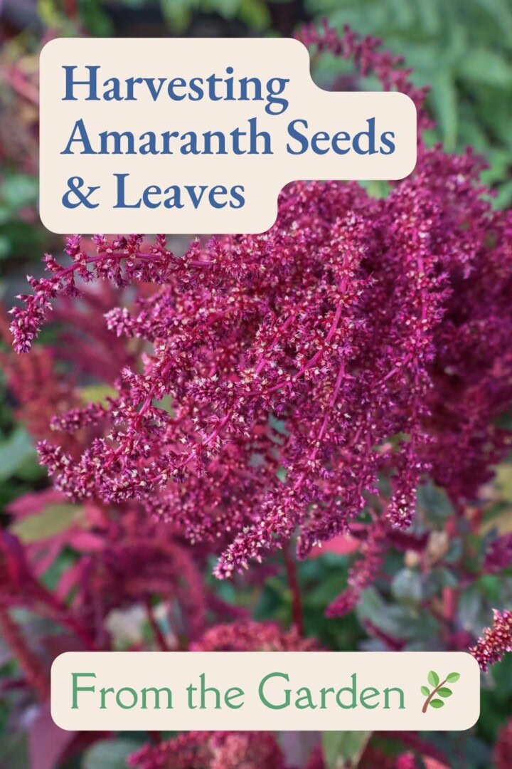 a closeup labeled photo of an amaranth flower atop a plant, with more amaranth plants and flowers in the background