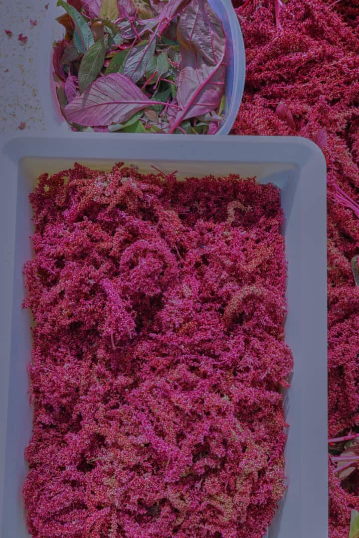 harvested amaranth flowers and leaves in a tray and bowl on an outdoor table
