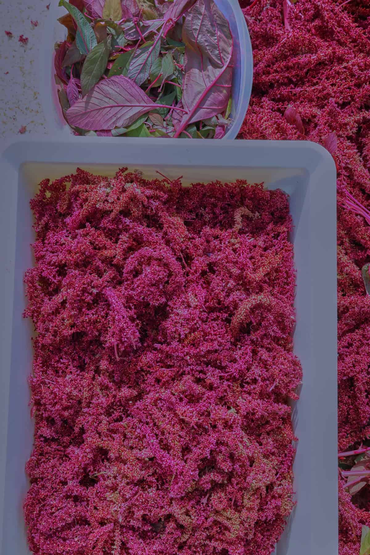 harvested amaranth flowers and leaves in a tray and bowl on an outdoor table