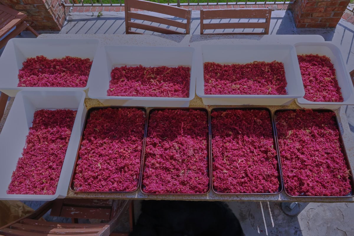 amaranth flowers in trays on an outdoor table spread out to dry